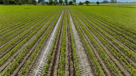 Konjunkturbarometer Agrar: Landwirte planen Investitionen