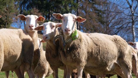 Sigfox: Schafe von heute funken mit 0G