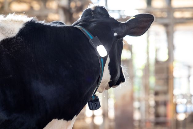 InnoMoo bietet Smart Farming für das Milchvieh