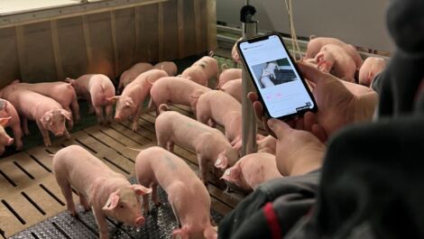 Tierwohl im Schweinestall: Leitfaden sorgt jetzt auf mehreren Sprachen für Verständnis