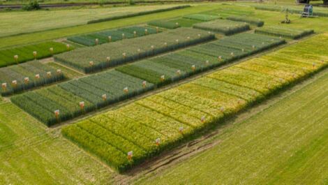 KWS: Zehn neue Getreidesorten entwickelt